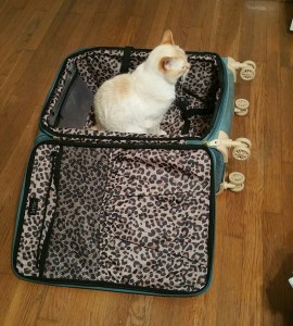 suitcasecat